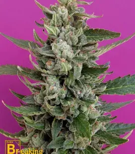 Strawberry Cream Feminised Cannabis Seeds | Breaking Buds Seeds