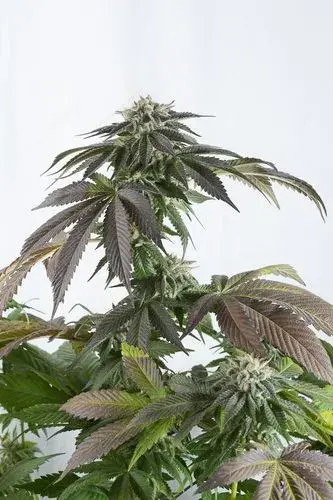 Bubba Kush CBD Feminised Cannabis Seeds | Dinafem Seeds