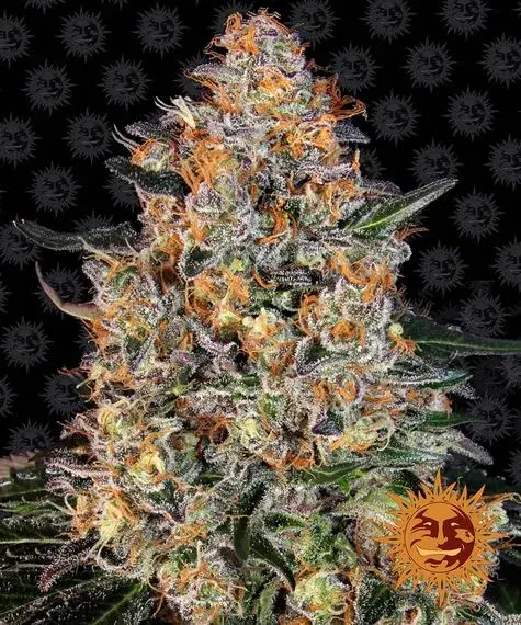  Bubba Kush Feminised Cannabis Seeds | Barney's Farm.