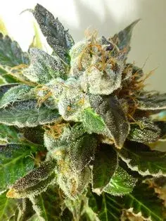 Bubble Crack Regular Auto Cannabis Seeds | Flash Autos