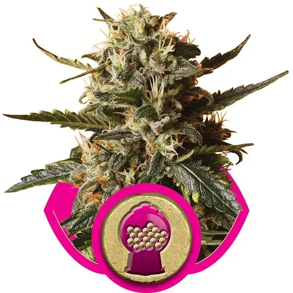 Bubblegum XL Feminised Cannabis Seeds | Royal Queen Seeds