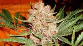  Bubblelicious Regular Cannabis Seeds | Nirvana 