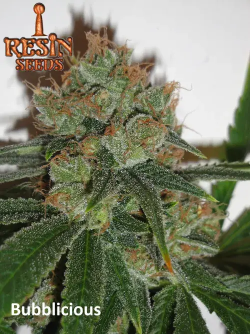 Bubblicious Feminised Cannabis Seeds | Resin Seeds