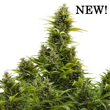 Medikit Auto Feminised Cannabis Seeds | Buddha Seeds
