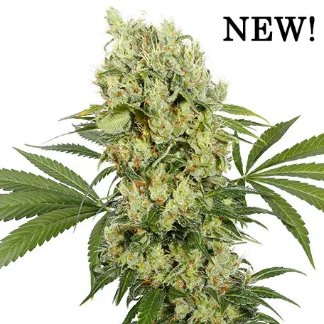 Medikit Feminised Cannabis Seeds | Buddha Seeds