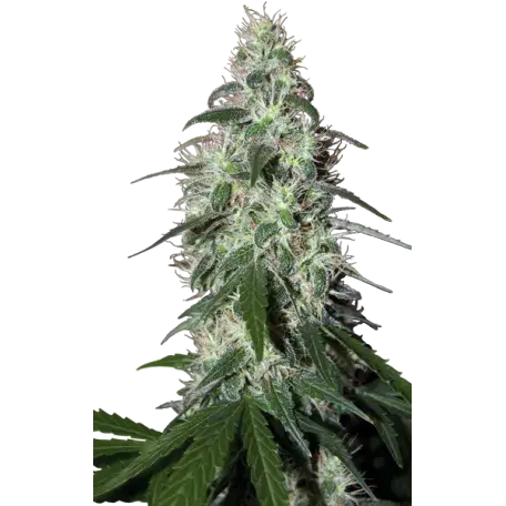 Pulsar Feminised Cannabis Seeds | Buddha Seeds