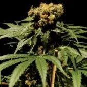 The Chronic Feminised Cannabis Seeds | Bulldog  Seeds
