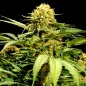 Bullshark Feminised Cannabis Seeds | Bulldog Seeds