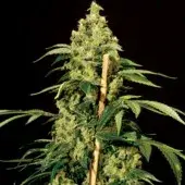 Jack Herer Feminised Cannabis Seeds | Bulldog Seeds