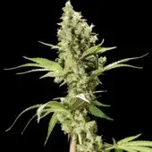 Sour Diesel Feminised Cannabis Seeds | Bulldog Seeds