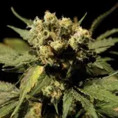 White Widow Feminised Cannabis Seeds | Bulldog Seeds