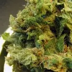Burmese Regular Cannabis Seeds |  BC Bud Depot