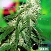 Bomb Seeds Buzz Bomb  Feminised Cannabis Seeds For Sale