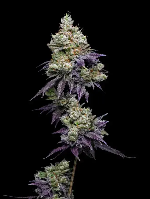 Jasmine Panna Cotta Feminised Cannabis Seeds - Mavericks Seeds.