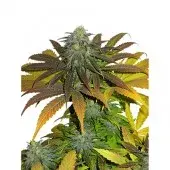 Californian Orange Feminised Cannabis Seeds | Dutch Passion 
