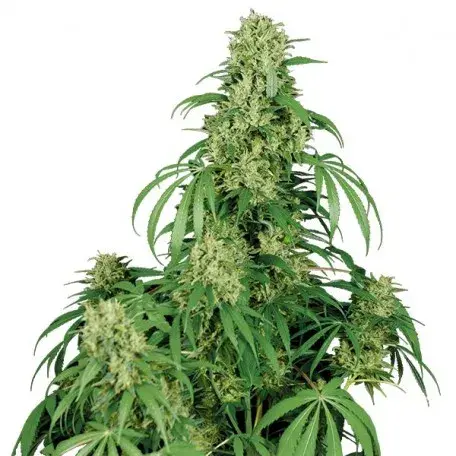 Calamity Jane Auto Feminised Cannabis Seeds | Buddha Seeds