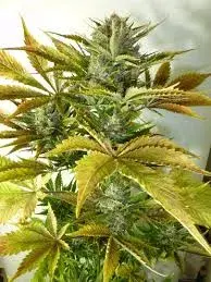 California Haze Regular Auto Cannabis Seeds | Flash Autos