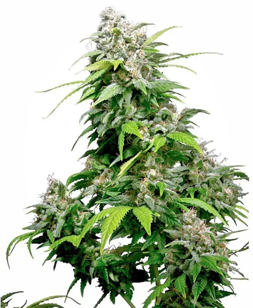 California Indica Feminised Cannabis Seeds | Sensi Seeds 