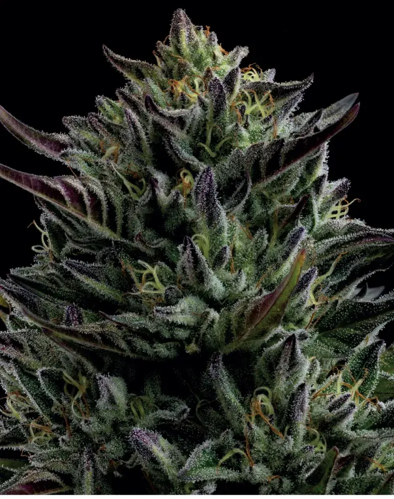 California Octane Feminised Cannabis Seeds - Humboldt Seed Company