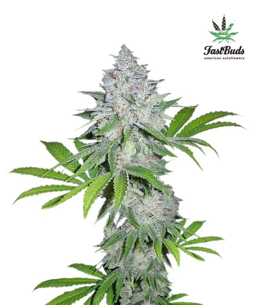 California Snow Auto Feminised Cannabis Seeds | Fast Buds