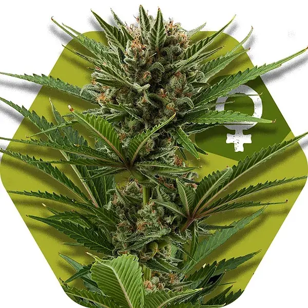Candy Caramelo Fast Version Feminised Cannabis Seeds | Zambeza Seeds
