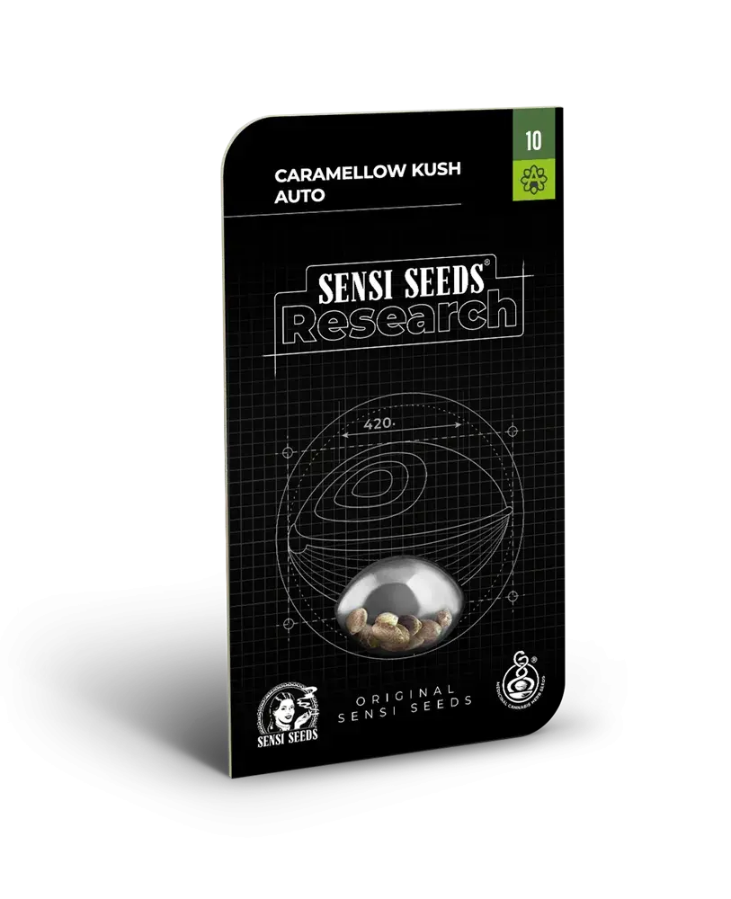 Caramellow Kush Auto Feminised Cannabis Seeds - Sensi Seeds Research