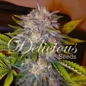   Caramelo Feminised Cannabis Seeds | Delicious Seeds