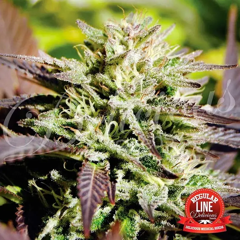 Caramelo Regular Cannabis Seeds | Delicious Seeds