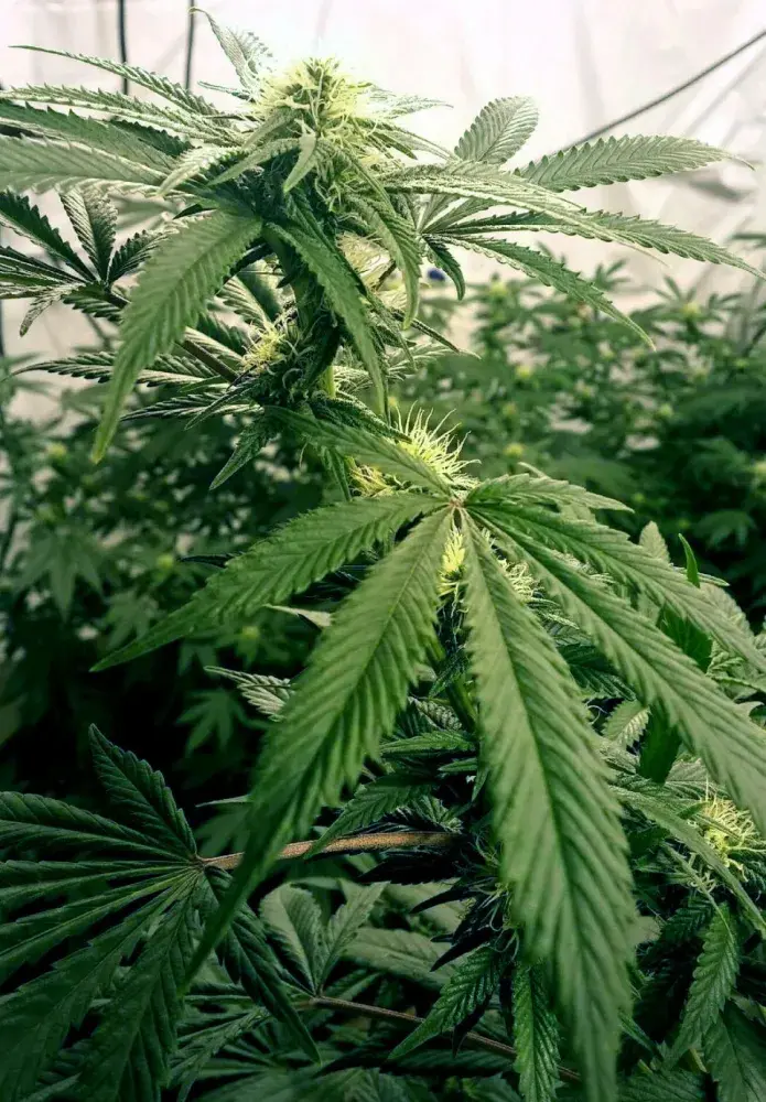 Gage Green Caregive Cannabis Seeds