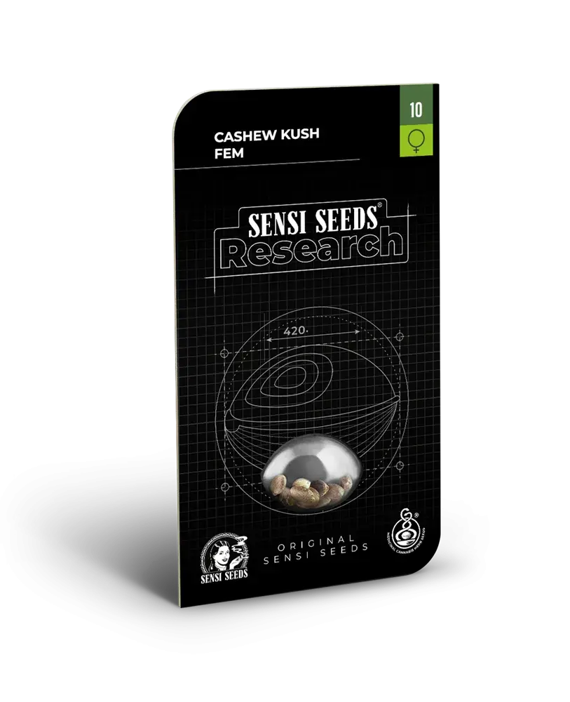 Cashew Kush Feminised Cannabis Seeds - Sensi Seeds Research