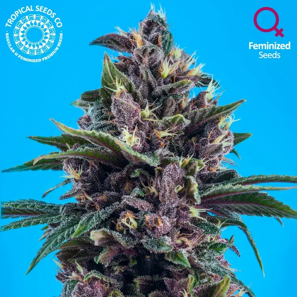 Red Afro Feminised Cannabis Seeds | Tropical Seeds