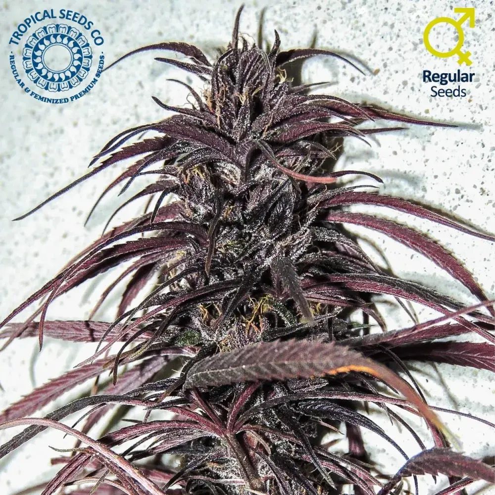 Old Congo Regular Cannabis Seeds | Tropical Seeds