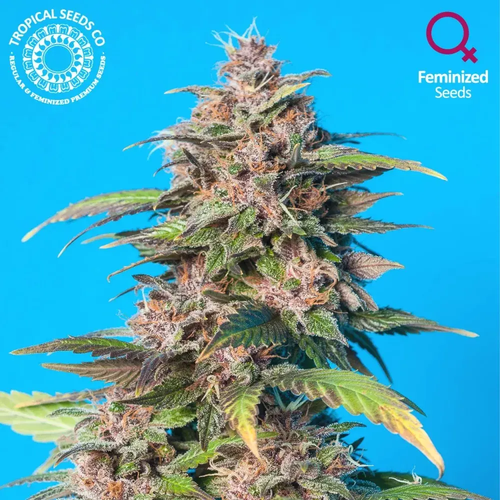 Smooth Smoke Feminised Cannabis Seeds | Tropical Seeds