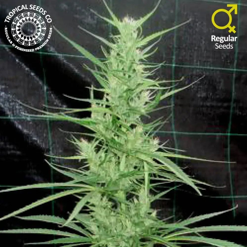 Zambian Regular Cannabis Seeds | Tropical Seeds