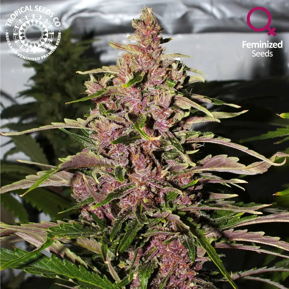 Afro Kush Feminised Cannabis Seeds | Tropical Seeds