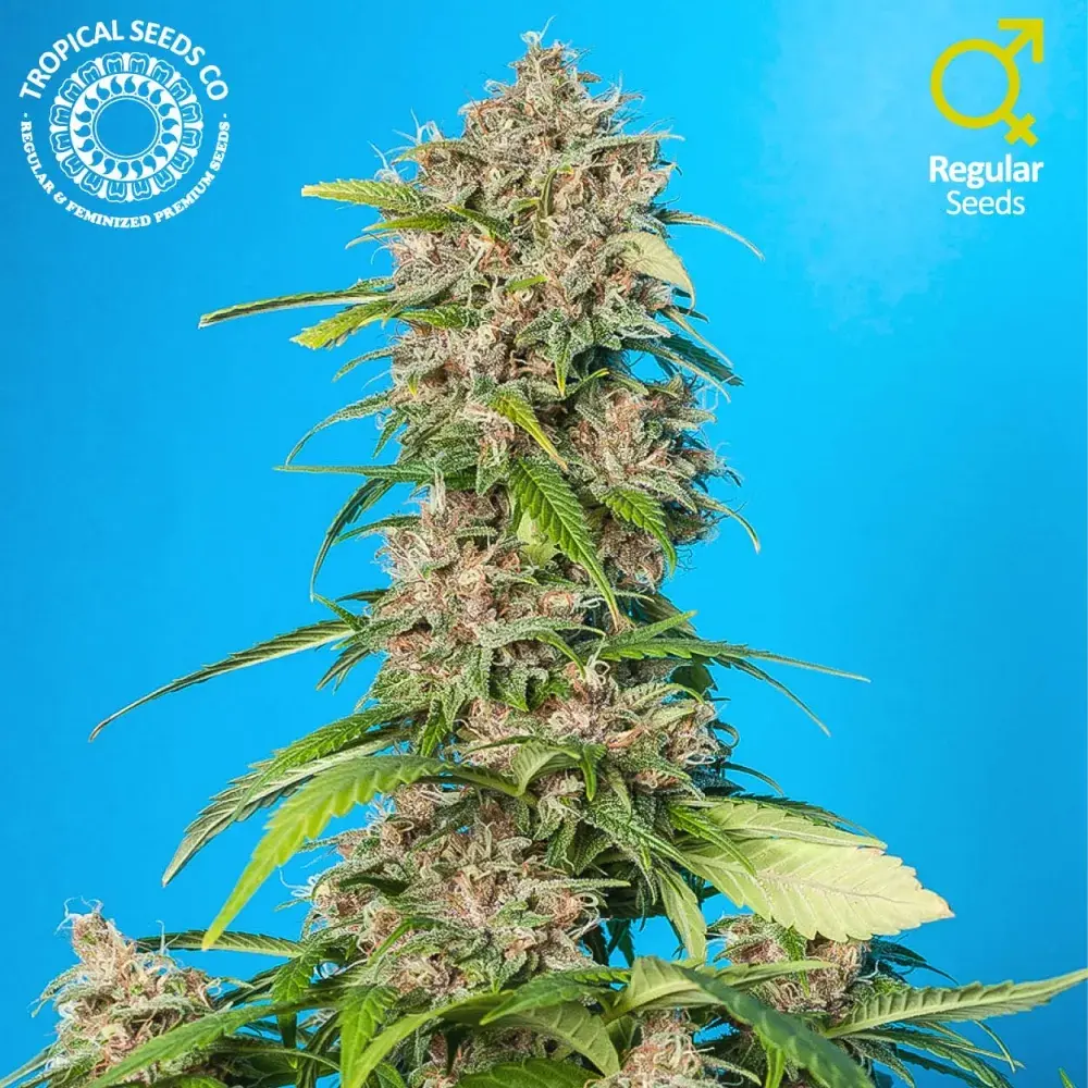 Smooth Smoke Regular Cannabis Seeds | Tropical Seeds