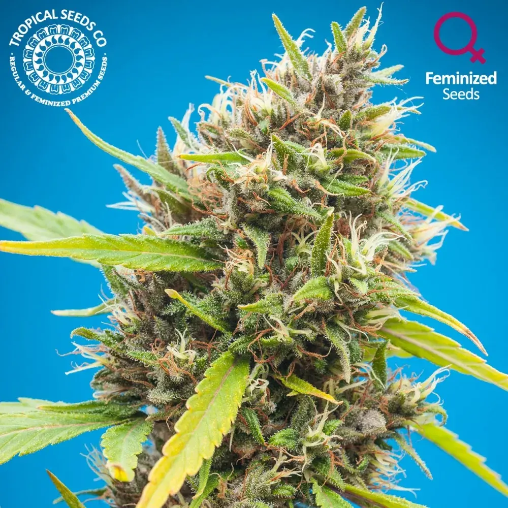 Durbakistan Feminised Cannabis Seeds | Tropical Seeds