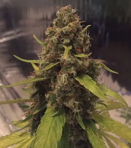 3D Regular Cannabis Seeds
