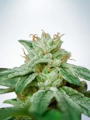 CBD Star Feminised Cannabis Seeds | Ministry of Cannabis