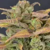 Auto Critical Feminised Cannabis Seeds |  CBD Seeds Auto flowering Line