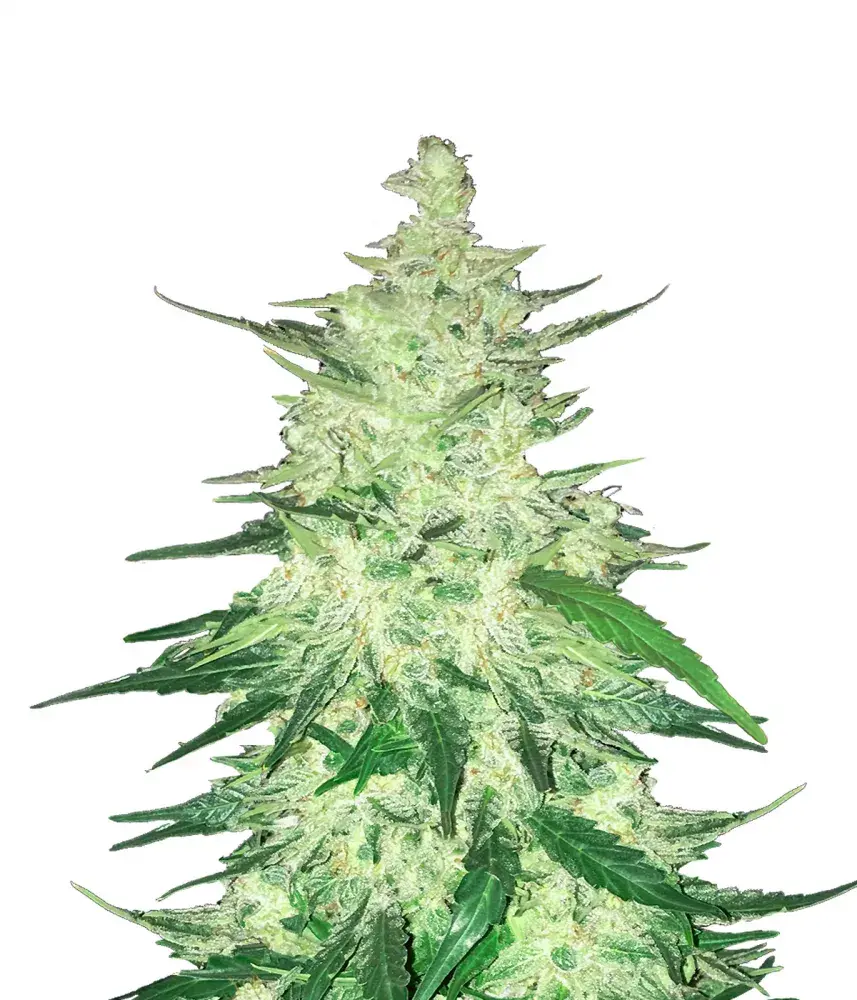 CBD 1:1 Auto Feminised Cannabis Seeds | Fast Buds