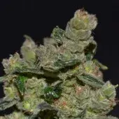 Diesel Feminised Cannabis Seeds | CBD Seeds Classic Line