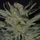 Domina Feminised Cannabis Seeds | CBD Seeds Classic Line