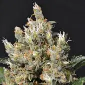 Kali Feminised Cannabis Seeds | CBD Seeds Classic Line