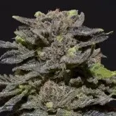 Magma Feminised Cannabis Seeds |  CBD Seeds Medical Line