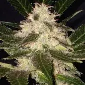 Widow Feminised Cannabis Seeds | CBD Seeds Classic Line