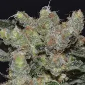 Zen Feminised Cannabis Seeds | CBD Seeds Medical Line