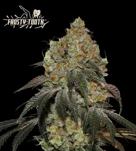 Frosty Tooth Feminised Cannabis Seeds | Seed Stockers.