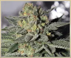 Green Gage Charity OG Cannabis Seeds