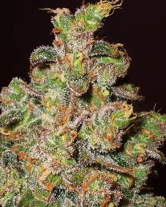 Cheese Feminised Cannabis Seeds | Expert Seeds